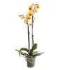 Dehner Schmetterlingsorchidee, zweitriebig, gelbe Blüten, Produktbild-Vorschau 1