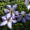 Clematis Misayo 2L Náhled obrázku produktu 4
