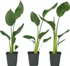 Strelicja - 3 szt - Strelitzia reginea - Wysokość 25-40cm - Podgląd zdjęcia produktu 1