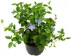 Barvínek menší FloraSelf Vinca minor květináč Ø 13 cm Náhled obrázku produktu 2
