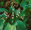 Convallaria majalis 'Rosea', Maiglöckchen, rosa, ca. 9x9 cm Produktbild-Vorschau 3