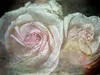 Calvendo Romantische Rosen - Shabby Chic Style 1000 Teile Produktbild-Vorschau 2