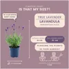 Plants by Frank | 6 Blauer Duft-Lavendel Pflanzen | Produktbild-Vorschau 4