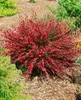 Cytisus scoparius 'Burkwoodii', Besenginster, rot, 30–40 cm Produktbild-Vorschau 2