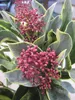 Japanische Skimmie Perosa - Skimmia japonica - immergrüner Produktbild-Vorschau 1