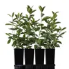 Four potted plants in black containers arranged in a tray, against a white background. Produktbild-Vorschau