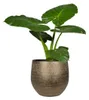 Steege Plant Pot - modernes Design - goldfarben - 32 x 36 Produktbild-Vorschau 2