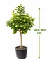 Roślina bergamotowa 140–160 cm – Citrus bergamia – drzewo Podgląd zdjęcia produktu 2