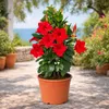 Mandevilla Dipladenia – trubkovité květy – pyramidový tvar Náhled obrázku produktu 3