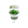 Zwergspeerblatt - Anubias barteri nana In-Vitro Produktbild-Vorschau 5