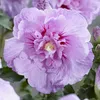 Hibiskus Wildform  - Hibiscus syriacus 'Lavender Chiffon'  Produktbild-Vorschau 2