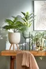 Mica Decorations Chlorophytum Kunstpflanze im Blumentopf Produktbild-Vorschau 6