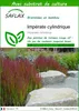 SAFLAX  - Impérate cylindrique - 50 graines - Avec substrat Voir les images du produit 1