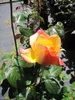 Beetrose Gartenspaß® - Rosa Gartenspaß® - Kordes Rose - Produktbild-Vorschau 6