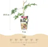 GreenboutiQ - Obstpflanzen - Immergrüne Brombeere - Rubus Produktbild-Vorschau 3