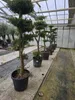 Olivenbaum Formschnitt Olea europea Pon Pon winterhart Produktbild-Vorschau 2