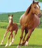 Bettwäsche Set mit Pferd mit Fohlen 2 tlg. 135x200 cm Produktbild-Vorschau 3