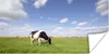 MuchoWow® Poster Kuh - Gras - Niederlande - Tiere 150x75 cm Produktbild-Vorschau 1