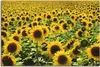 ARTland Leinwandbild Sonnenblumenfeld Größe: 60x40 cm Produktbild-Vorschau 1