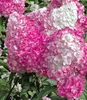 A close-up view of blooming pink and white hydrangeas. Produktbild-Vorschau