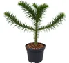 Chileense Araucaria (30-40 cm)Araucaria araucanaWinterharde Productafbeelding-voorbeeld 4