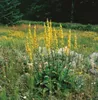 Verbascum nigrum, Schwarze Königskerze, gelb, ca. 9x9 cm Produktbild-Vorschau 6