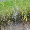 Oase PondoSolar 600 Control Springbrunnenpumpe mit Produktbild-Vorschau 6