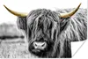 MuchoWow® Poster Schottischer Highlander - Hörner - Gold - Produktbild-Vorschau 1