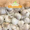 Artikelbild 5 von 'XXL Winterpflanzknoblauch Messidrome' aus der Kategorie Winterpflanzknoblauch Produktbild-Vorschau