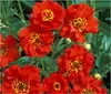 Stauden Gänge 1 x Geum chiloense 'Mrs Bradshaw / Feuerball‘ Produktbild-Vorschau 1
