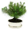 Bonsai – Pinus halepensis – sosna alepska – około 9 lat Podgląd zdjęcia produktu 1