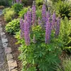 Bloomique - Lot de 6 - Lupinus Gallery Blue - Lupin - Voir les images du produit 5