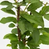 A close-up view of a young tree with green leaves and a brown trunk. Náhled obrázku produktu