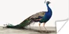 MuchoWow® Poster Pfau - Federn - Vogel - Kinder - Jungen - Produktbild-Vorschau 1