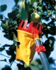 WOLF-GARTEN MS-Obstpflücker RG-M mit Gelenk, multistar Produktbild-Vorschau 2