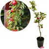 Malus domestica Ballerina 'Flamenco' Melo colonnare, albero Anteprima dell’immagine prodotto 1