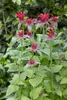 Monarda fistulosa 'Cambridge Scarlet', Indianernessel, rot, Produktbild-Vorschau 2