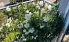 Solanum jasminoides 150-200 cm Jasmínovec květnatý Náhled obrázku produktu 1