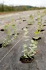 EraGreen Bändchengewebe 5m x 0,5m Bodengewebe 100g/m² Produktbild-Vorschau 7