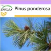 SAFLAX - zlatá borovica - Pinus ponderosa - 20 Semená Náhľad obrázku produktu 5