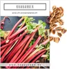 Roter Rhabarber Samen (Rheum rhabarbarum) - Nährstoffreiche Produktbild-Vorschau 1