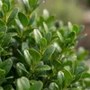 Bloomique - Zestaw 6 szt. - Ilex Crenata Jenny - Ostrokrzew Podgląd zdjęcia produktu 3