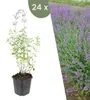 Plants by Frank | 24 Katzenminze Pflanzen | Nepeta Produktbild-Vorschau 1