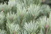 Pinus sylvestris 'Watereri', Kiefer, kompakt, 50–60 cm Produktbild-Vorschau 9