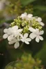 Viburnum plicatum 'Watanabe', Japanischer Schneeball, weiß, Produktbild-Vorschau 4