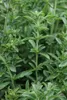 Stevia rebaudiana, Süßkraut, ca. 11x11 cm Topf Produktbild-Vorschau 7