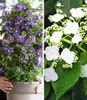 BALDUR Garten 2er Winterharte Kletterpflanzen Kollektion, Produktbild-Vorschau 1