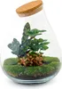 Diy Terrarium - Drop Xl Rood - ↕ 37 Cm Podgląd zdjęcia produktu 2