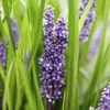 Půdopokryvná rostlina – liliovec – Liriope muscari 'Big Náhled obrázku produktu 5