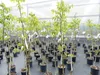 A greenhouse filled with many potted trees. Produktbild-Vorschau